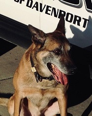 Yari – Thank you for your service with the K9 Unit, Davenport Police Department